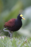 Northern Jacana    Jacana spinosa