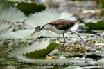 Northern Jacana    Jacana spinosa