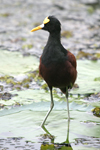 Northern Jacana    