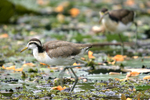      Jacana spinosa