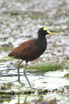 Northern Jacana    Jacana spinosa