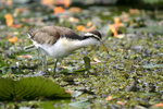 Northern Jacana    Jacana spinosa