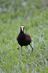 Northern Jacana    Jacana spinosa