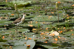 Northern Jacana    Jacana spinosa