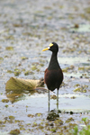 Northern Jacana    Jacana spinosa