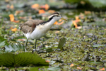      Jacana spinosa