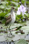      Jacana spinosa