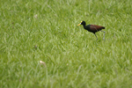 Northern Jacana    Jacana spinosa