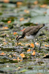      Jacana spinosa