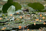 Northern Jacana    Jacana spinosa