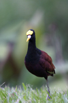 Northern Jacana    