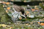 Northern Jacana    Jacana spinosa