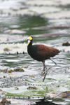      Jacana spinosa