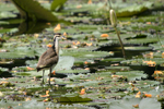 Northern Jacana    Jacana spinosa