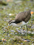      Jacana spinosa