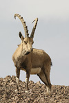 Nubian Ibex   Capra nubiana