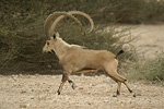 Nubian Ibex   Capra nubiana