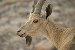 Nubian Ibex   