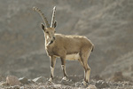 Nubian Ibex   Capra nubiana