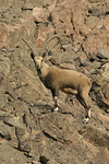 Nubian Ibex   Capra nubiana