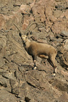 Nubian Ibex   