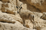 Nubian Ibex   Capra nubiana