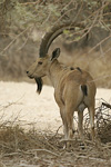 Nubian Ibex   