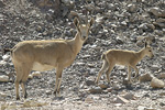 Nubian Ibex   