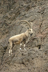 Nubian Ibex   Capra nubiana