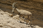 Nubian Ibex   Capra nubiana