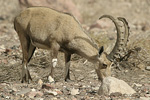 Nubian Ibex   Capra nubiana