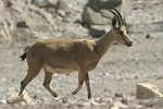 Nubian Ibex   