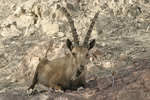 Nubian Ibex   