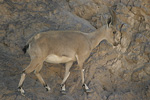 Nubian Ibex   Capra nubiana