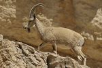 Nubian Ibex   Capra nubiana