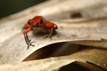 Strawberry Poison Frog    Oophaga pumilio