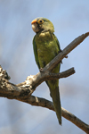 Orange-fronted Parakeet    Aratinga canicularis