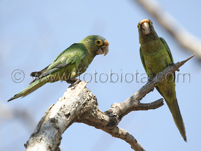      Aratinga canicularis