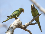 Orange-fronted Parakeet    