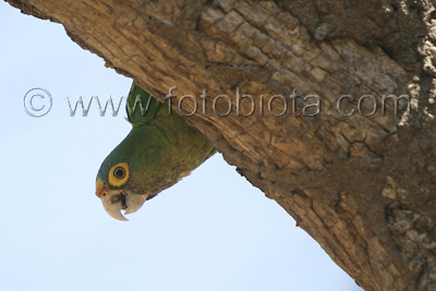      Aratinga canicularis