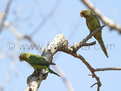      Aratinga canicularis