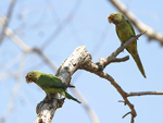      Aratinga canicularis