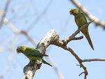 Orange-fronted Parakeet    Aratinga canicularis