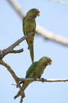 Orange-fronted Parakeet    Aratinga canicularis