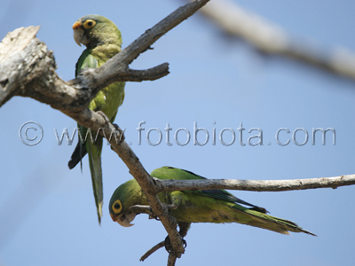      Aratinga canicularis