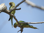 Orange-fronted Parakeet    Aratinga canicularis