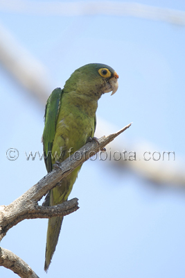      Aratinga canicularis