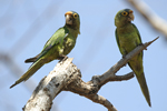 Orange-fronted Parakeet    Aratinga canicularis