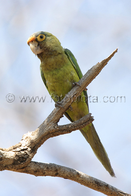      Aratinga canicularis