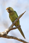 Orange-fronted Parakeet    Aratinga canicularis